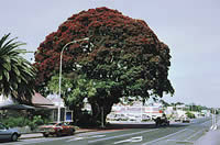 Click on image for larger picture