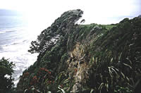 Click on image for larger picture