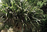 Click on image for larger picture