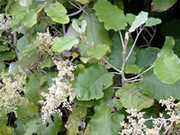 Click on image for larger picture