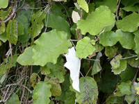 Click on image for larger picture