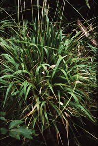 Click on image for larger picture