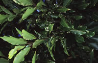 Click on image for larger picture