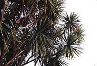 Click on image for larger picture