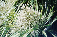 Click on image for larger picture