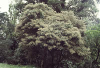 Click on image for larger picture