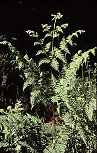 Click on image for larger picture