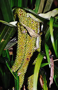 Click on image for larger picture