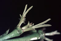 Click on image for larger picture