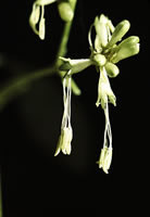 Click on image for larger picture