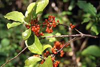 Click on image for larger picture