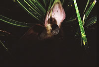 Click on image for larger picture