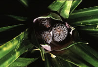 Click on image for larger picture