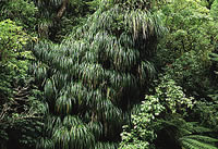 Click on image for larger picture