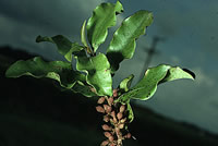 Click on image for larger picture