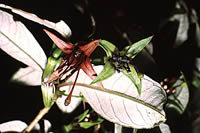 Click on image for larger picture