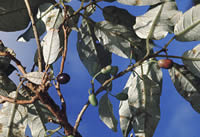 Click on image for larger picture