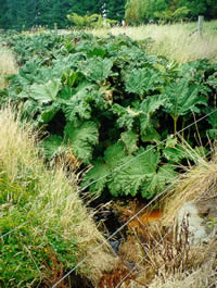 Click to view larger image