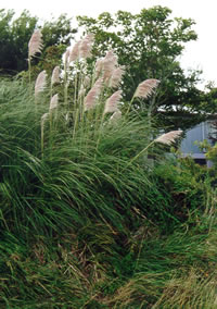 Click to view larger image