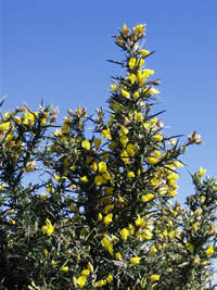 Click to view larger image