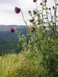nodding thistle