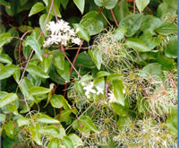 Click to view larger image