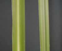 toetoe-pampas comparison