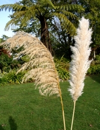 pampas-toetoe compared