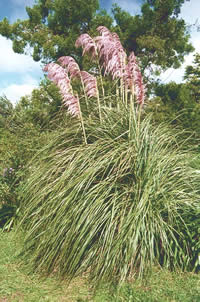 Click to view larger image