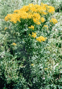 Click to view larger image