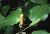 Click on image for larger picture