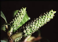 Click on image for larger picture