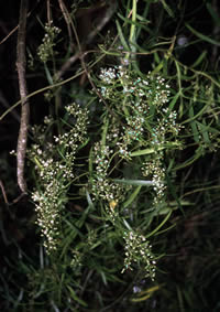 Click on image for larger picture