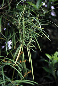 Click on image for larger picture