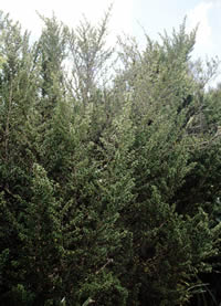 Click on image for larger picture