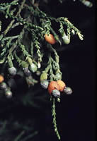 Click on image for larger picture