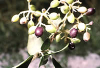 Click on image for larger picture