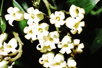 Click on image for larger picture