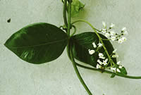 Click on image for larger picture