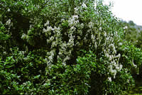 Click on image for larger picture