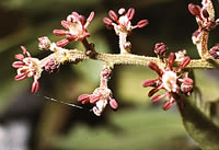 Click on image for larger picture